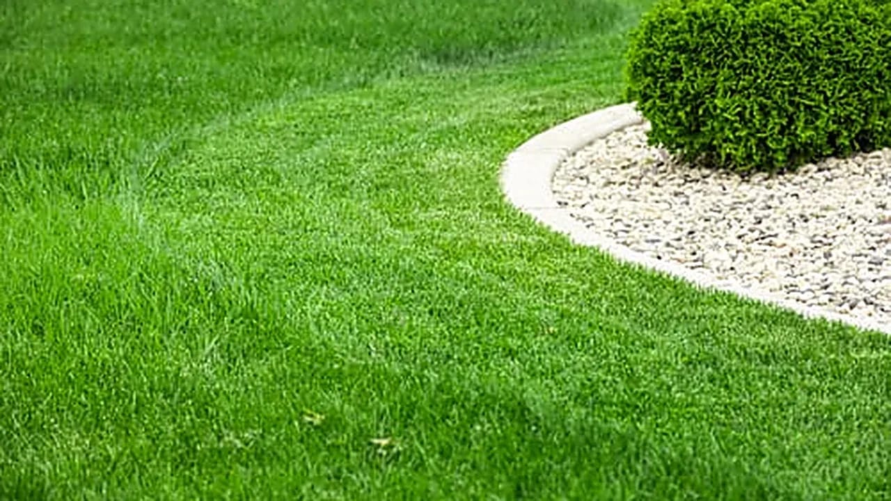 Freshly mowed South Florida lawn with a clean curved bed edge