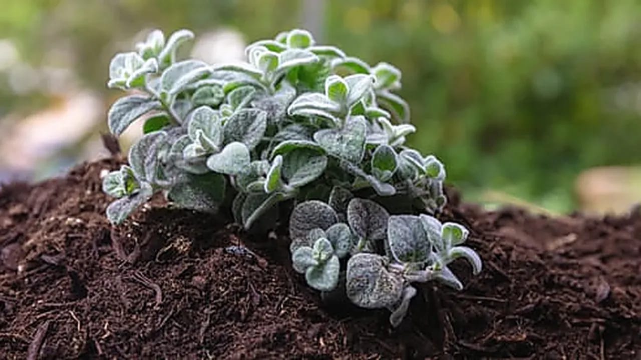Freshly mulched landscape bed with a silver-leaved ornamental plant