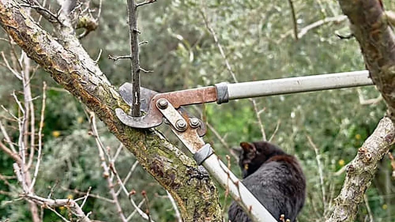Pole saw pruning a tree branch during professional tree trimming