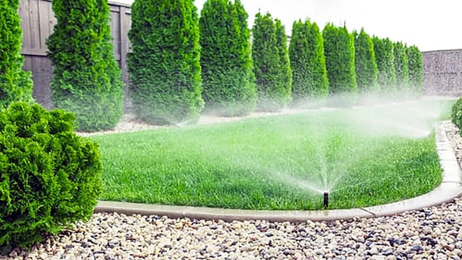 Sprinkler system watering a healthy green lawn beside a tall hedge line
